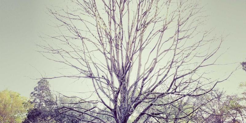 从硬件到代码：网络功能虚拟化（NFV）在电信运营商网络转型中的核心实践