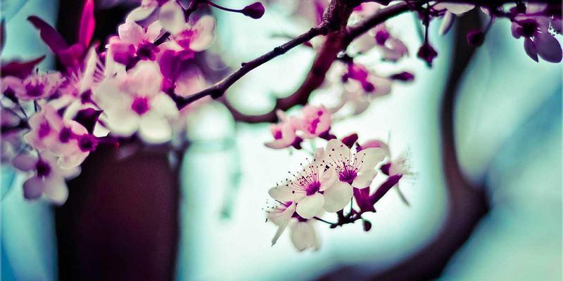 网络即服务（NaaS）深度解析：云化网络消费模式如何重塑企业IT采购与技术架构