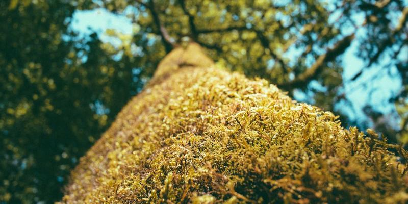 网络自动化运维革命：基于AI与机器学习的故障预测与自愈系统深度解析